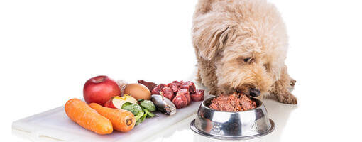 Benefit of feeding raw food to dogs hotsell